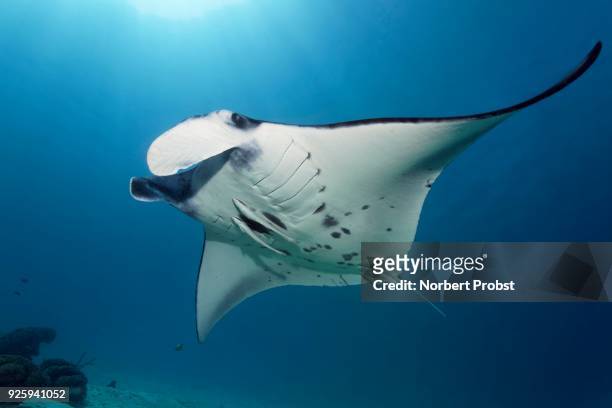 reef manta ray (manta alfredi) with two slender sharksucker (echeneis naucrates), raja ampat archipel, papua barat, west new guinea, pacific, indonesia - echeneis remora stock pictures, royalty-free photos & images