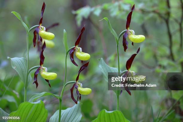 yellow ladys slipper orchid (cypripedium calceolus), flowering plants, thuringia, germany - calceolus stock-fotos und bilder