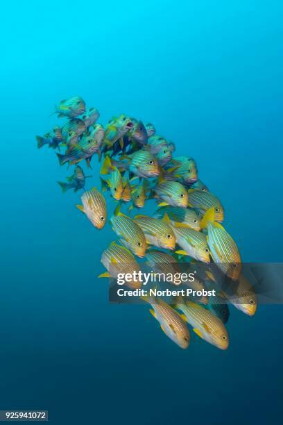 yellow-ribbon sweetlips (plectorhinchus polytaenia) swimming in the open sea, raja ampat, papua barat, west papua, pacific, indonesia - ribbon sweetlips stock pictures, royalty-free photos & images