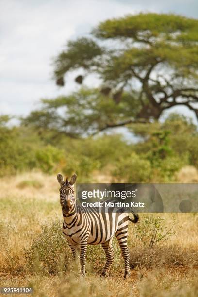 plains zebra (equus quagga), acacias in the back, tsavo west national park, taita-taveta county, kenya - vachellia tortilis stockfoto's en -beelden