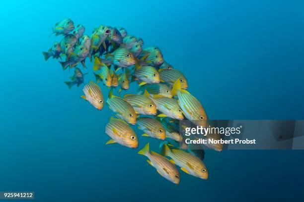 yellow-ribbon sweetlips (plectorhinchus polytaenia) swimming in the open sea, raja ampat, papua barat, west papua, pacific, indonesia - sweetlips stock pictures, royalty-free photos & images