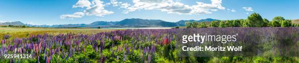 purple large-leaved lupins (lupinus polyphyllus), lake tekapo in front of southern alps, canterbury, south island, new zealand - tékapo fotografías e imágenes de stock