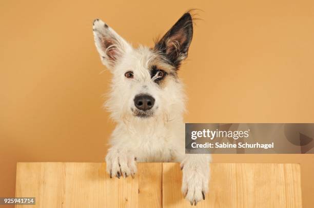 podenco mongrel, brown-white spotted, female, animal portrait - animal ear stock-fotos und bilder