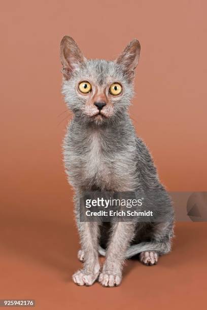 werewolf cat, lykoi, kitten, 6 months, studio shot - ugly cat ストックフォトと画像