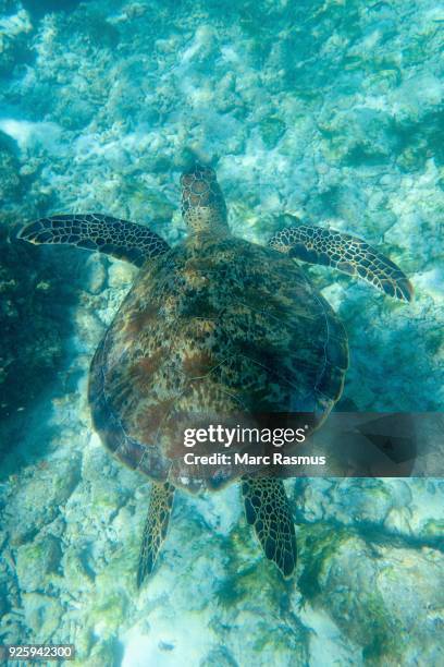 hawksbill sea turtle (eretmochelys imbricata), gangehi island, ari atoll, indian ocean, maldives - ari atoll foto e immagini stock