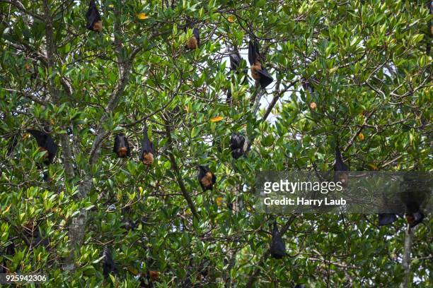 indian flying foxes or greater indian fruit bats (pteropus giganteus) hanging in mangrove trees, tributary, bentota ganga, bentota, western province, sri lanka - pteropus giganteus stock pictures, royalty-free photos & images