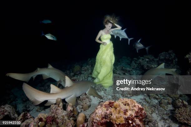 beautiful woman in yellow dress posing underwater with tawny nurse sharks (nebrius ferrugineus), night shooting, indian ocean, maldives - nurse shark stock pictures, royalty-free photos & images