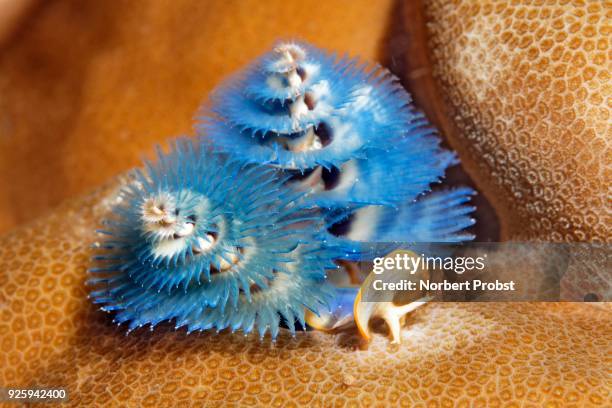 christmas tree worm (spirobranchus giganteus), blue, on stony coral, papua barat, pacific, west new guinea - guinea worm stock pictures, royalty-free photos & images