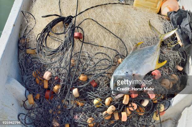 yellowfin tuna (thunnus albacares) lying on fishing net in boat, el cujo, yukatan, mexico - yellowfin tuna stock-fotos und bilder