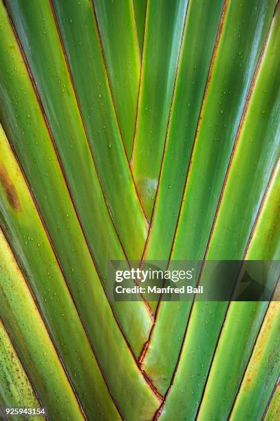 travelers palm (ravenala madagascariensis), detail, phuket, thailand - ravenala madagascariensis stock pictures, royalty-free photos & images