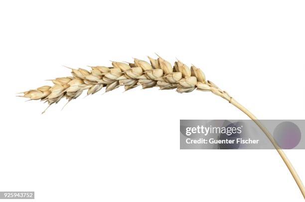 wheat ear, common wheat (triticum aestivum), switzerland - ähren stock-fotos und bilder