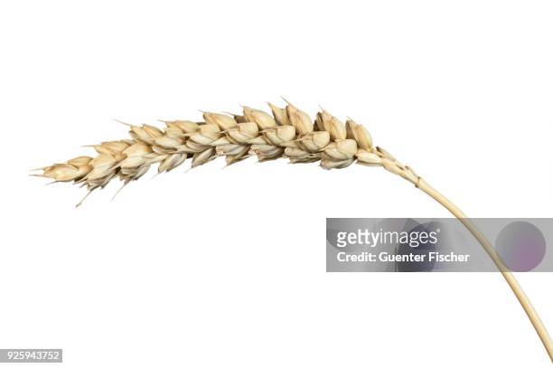 wheat ear, common wheat (triticum aestivum), switzerland - veteax bildbanksfoton och bilder