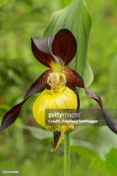 yellow ladys slipper orchid (cypripedium calceolus) and variable crab spider (misumena vatia), styria, austria - calceolus stock-fotos und bilder