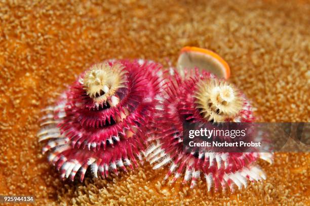 christmas tree worm (spirobranchus giganteus), red, on stony coral, raja ampat archipelago, papua barat, western new guinea, pacific, indonesia - guinea worm stock pictures, royalty-free photos & images
