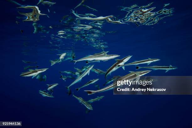 school of fish remora (echeneis naucrates) eating under surface of the water, indian ocean, maldives - remora fish stock-fotos und bilder