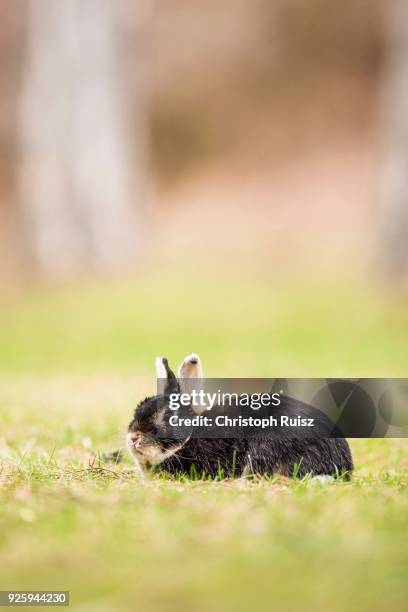 Crossbreeding Rabbits 765 Crossbreeding Stock Photos, High-Res Pictures, and Images - Getty ...