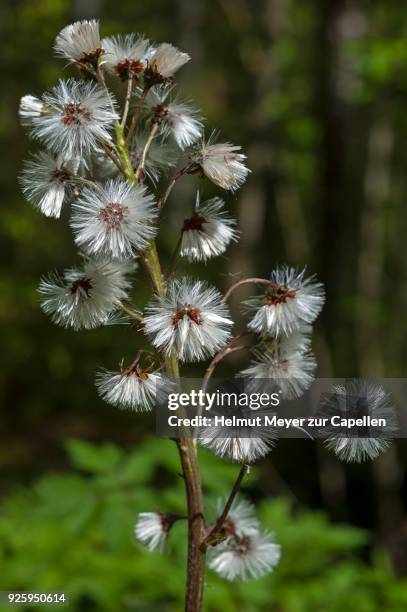 infructescence, butterbur (petasites hybridus), bavaria, germany - petasites stock pictures, royalty-free photos & images