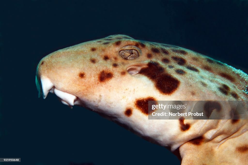 Epaulette shark (Hemiscyllium ocellatum), portrait with gills and eyes, Raja Ampat Archipelago, Papua Barat, West New Guinea, Pacific Ocean, Indonesia