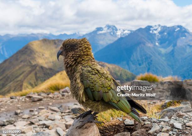 mountain parrot, kea (nestor notabilis) in the mountains, kepler track, fiordland national park, south island, new zealand - kea stock pictures, royalty-free photos & images