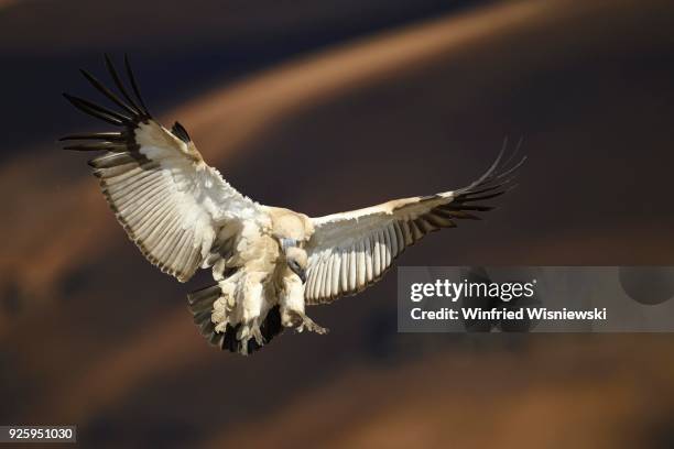 cape vulture (gyps coprotheres) in flight, giants castle national park, natal, south africa - cape vulture stock pictures, royalty-free photos & images