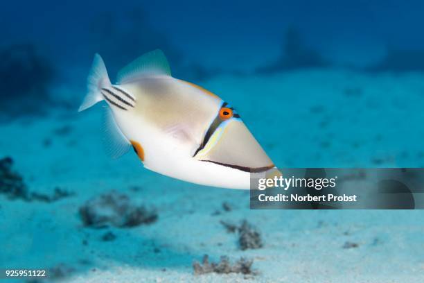 arabian picasso triggerfish (rhinecanthus assasi), red sea, egypt - arabian sea underwater stock pictures, royalty-free photos & images