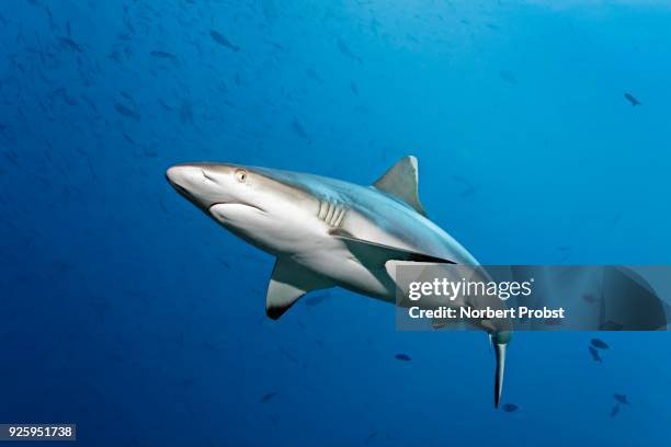 grey reef shark (carcharhinus amblyrhynchos) swims through shoal with red-toothed triggerfish (odonus niger), lhaviyani atoll, maldives - grey triggerfish ストックフォトと画像