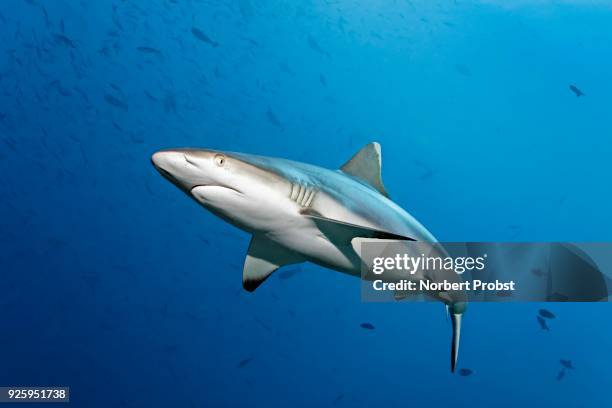 grey reef shark (carcharhinus amblyrhynchos) swims through shoal with red-toothed triggerfish (odonus niger), lhaviyani atoll, maldives - grey triggerfish stock pictures, royalty-free photos & images