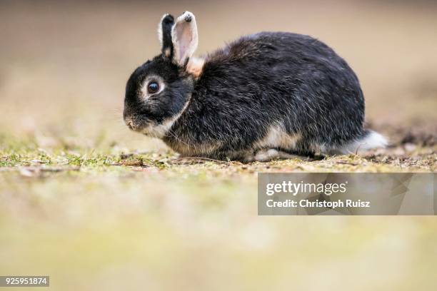 Crossbreeding Rabbits 765 Crossbreeding Stock Photos, High-Res Pictures, and Images - Getty ...