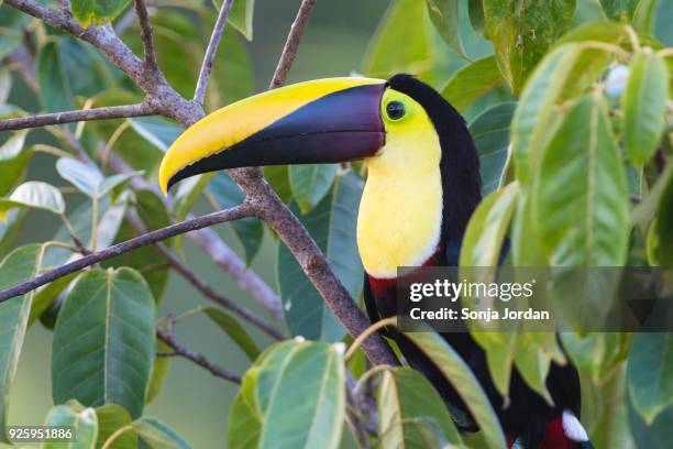 yellow-throated toucan (ramphastos ambiguus) sitting in tree, rainforest, boca tapada, costa rica - boca animal stock pictures, royalty-free photos & images