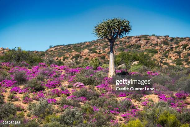 quiver tree (aloe dichotoma) with purple and pink flowers, midday flower (drosanthemum hispidum), namaqualand, northern cape, south africa - aizoaceae stock pictures, royalty-free photos & images