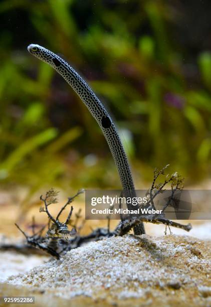 spotted garden eel (heteroconger hassi), captive - european eel stock pictures, royalty-free photos & images