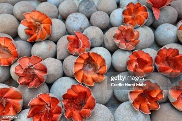 large mamey sapote (pouleria sapota), tlacolula de matamoros, oaxaca, mexico - sapote fotografías e imágenes de stock