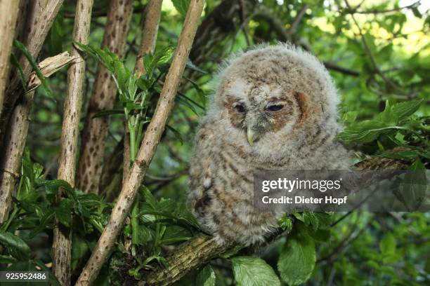 tawny owl (strix aluco), young bird sitting in tree, 30 days old, allgaeu, bavaria, germany - day old chicks stock pictures, royalty-free photos & images