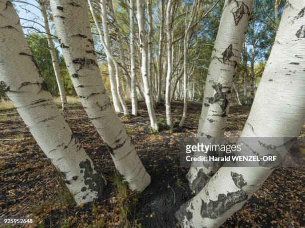 endemic etna birch (betula aetnensis) forest, lava fields from 1865, monti sartorius, northeast flank of mount etna, sicily, italy - sartorius stock pictures, royalty-free photos & images