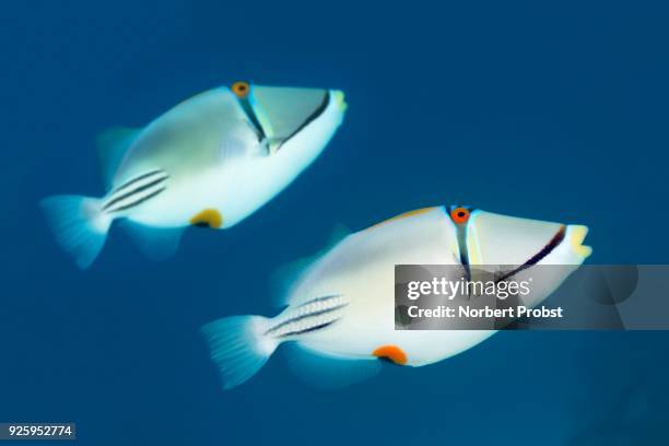 two arabian picasso triggerfish (rhinecanthus assasi), couple, red sea, egypt - arabian sea underwater stock pictures, royalty-free photos & images