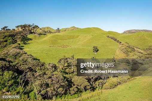 Rolling hills, sheep pastures, near Farewell Spit, Golden Bay, Southland, New Zealand Rolling hills, sheep pastures, near Farewell Spit, Golden Bay, Southland, New Zealand