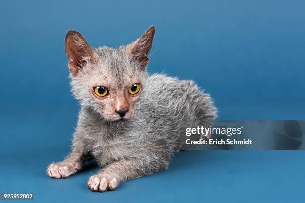 werewolf cat, lykoi, kitten, 6 months, studio shot - ugly cat stock pictures, royalty-free photos & images