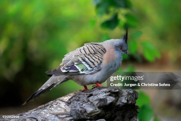 crested pigeon (ocyphaps lophotes), adult, south australia - ocyphaps lophotes stock pictures, royalty-free photos & images