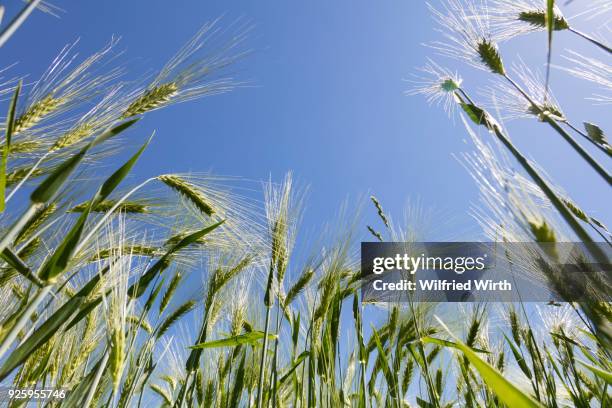 rye field (secale cereale) backlit, north rhine-westphalia, germany - cereale stock pictures, royalty-free photos & images