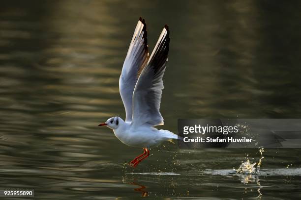 black-headed gull (larus ridibundus) taking flight from water, lake zug, canton of zug, switzerland - lake zug stockfoto's en -beelden