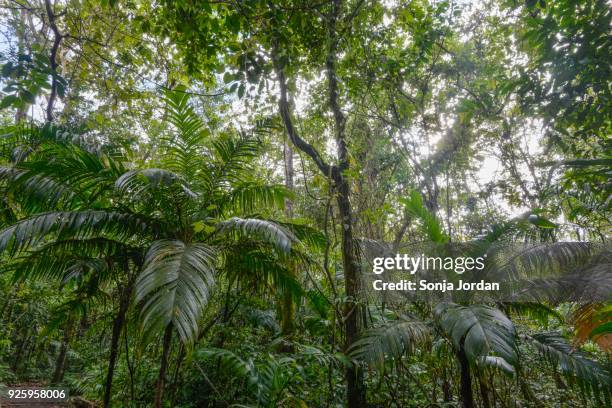 dense rainforest, arenal volcano national park, alajuela province, costa rica - alajuela province stock-fotos und bilder