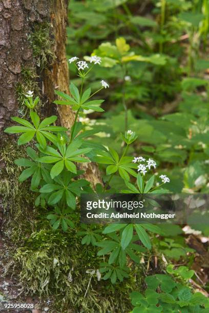 sweet woodruff (galium odoratum), baden-wuerttemberg, germany - galium stock pictures, royalty-free photos & images
