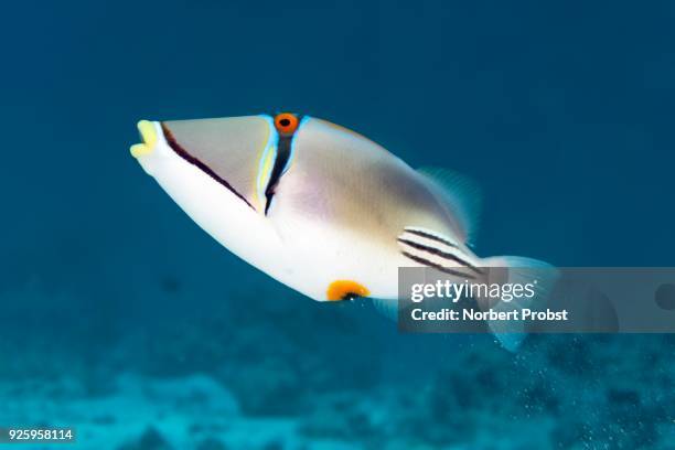 arabian picasso triggerfish (rhinecanthus assasi) separates sand, red sea, egypt - arabian sea underwater stock pictures, royalty-free photos & images