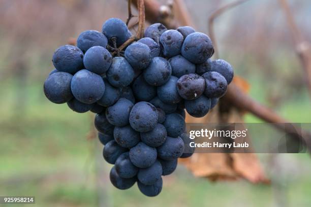 frozen blue grapes on vine for ice wine, dossenheim, baden-wuerttemberg, germany - ice wine stock pictures, royalty-free photos & images