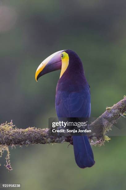 yellow-throated toucan (ramphastos ambiguus), sitting on branch, rainforest, boca tapada, costa rica - boca animal stock pictures, royalty-free photos & images