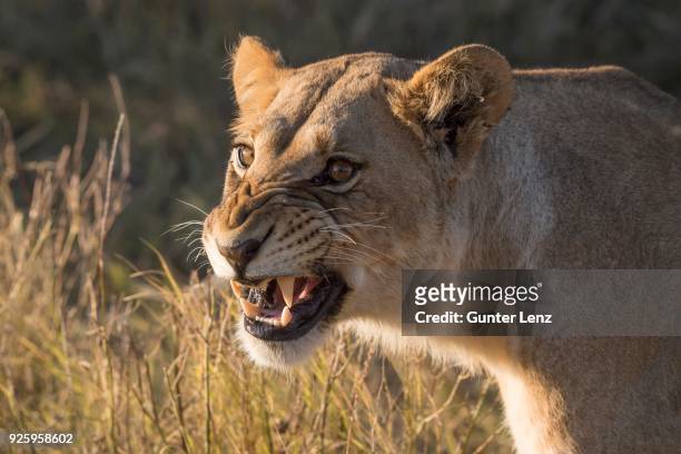 lioness (panthera leo) snarling, chobe national park, botswana - snarling stockfoto's en -beelden