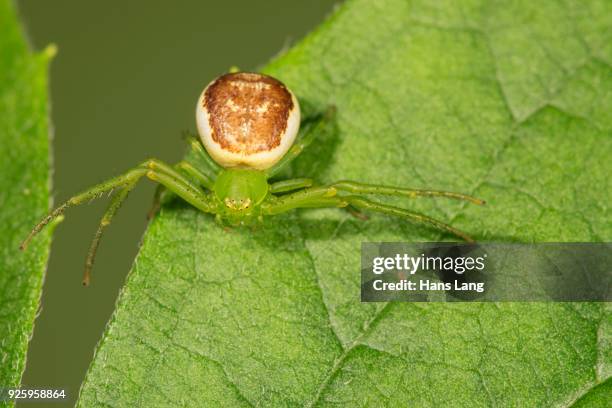 311 The Green Crab Spider Stock Photos, High-Res Pictures, and Images