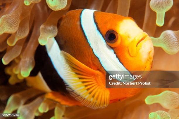 clarks anemonefish (amphiprion clarkii) in bubble-tip anemone (entacmaea quadricolor), raja ampat archipelago, papua barat, western new guinea, pacific ocean, indonesia - indo pacific ocean imagens e fotografias de stock