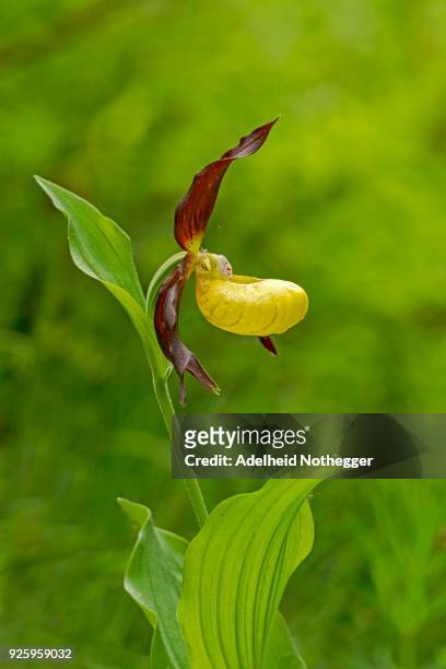 yellow ladys slipper orchid (cypripedium calceolus), styria, austria - calceolus stock-fotos und bilder