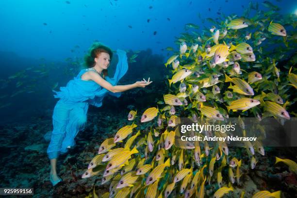 beautiful woman in blue dress with school of fish bluestripe snappers (lutjanus kasmira), indian ocean, maldives - lutjanus kasmira stock pictures, royalty-free photos & images